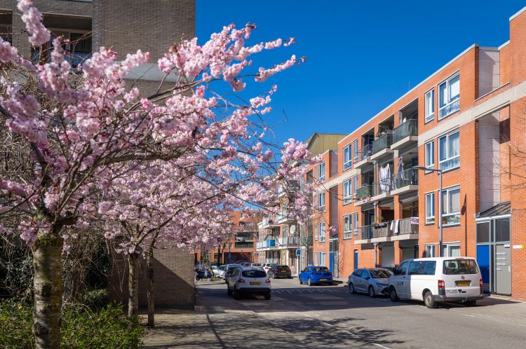 Frederikstraat Rotterdam kunststof kozijnen kozijnvervanging